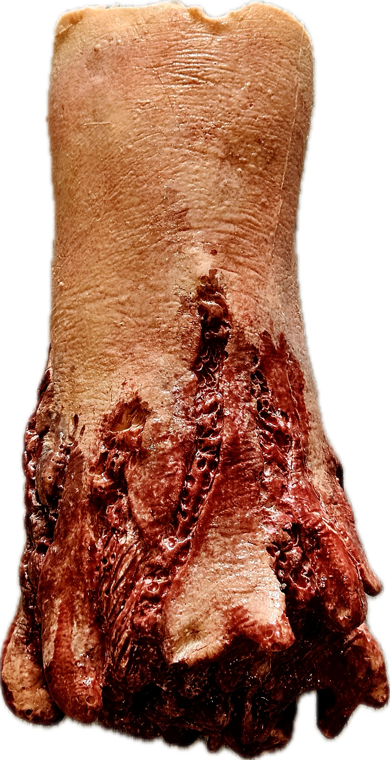 Amputated Hand Prosthetic #100